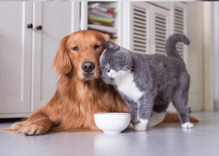 PetzzShop